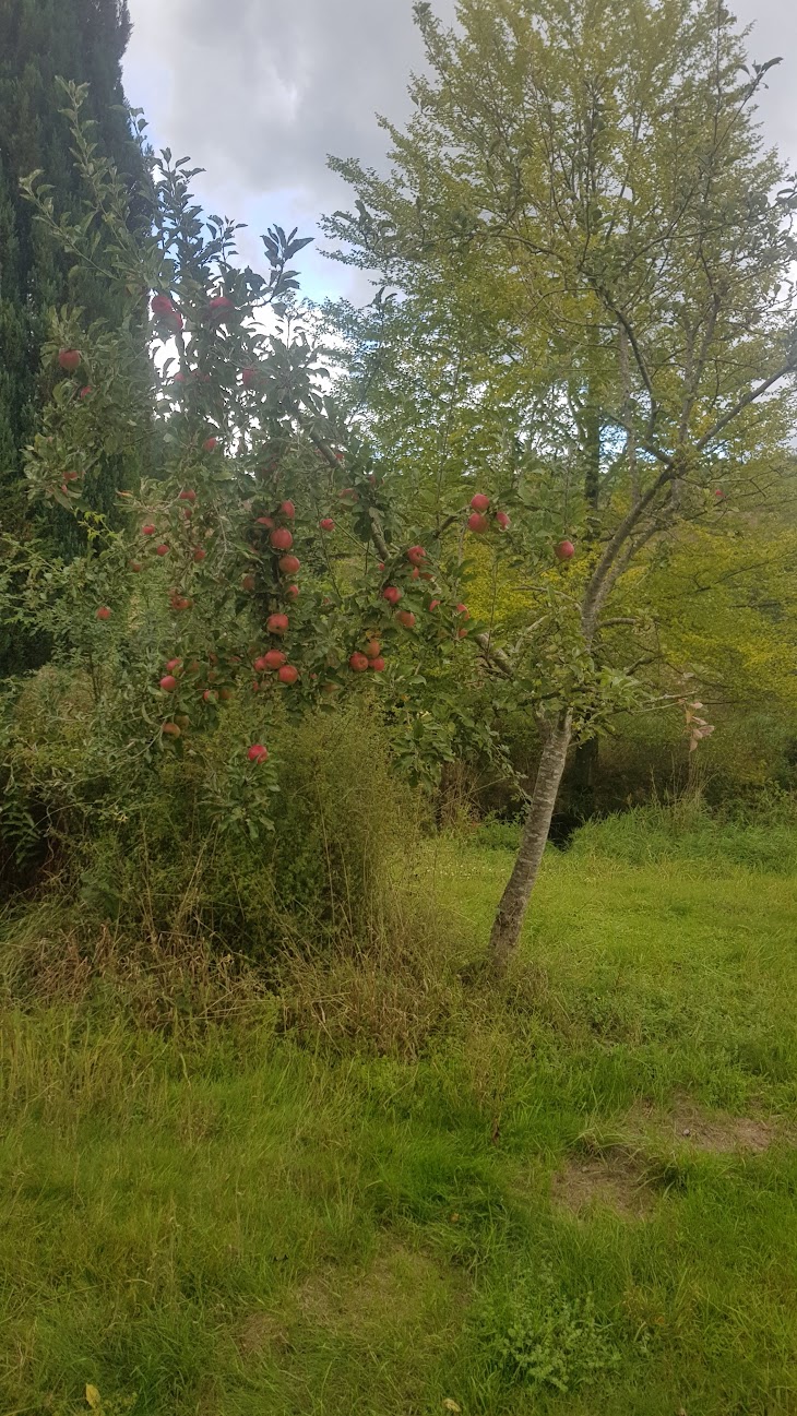 আপেল ট্রি.জেপিজি