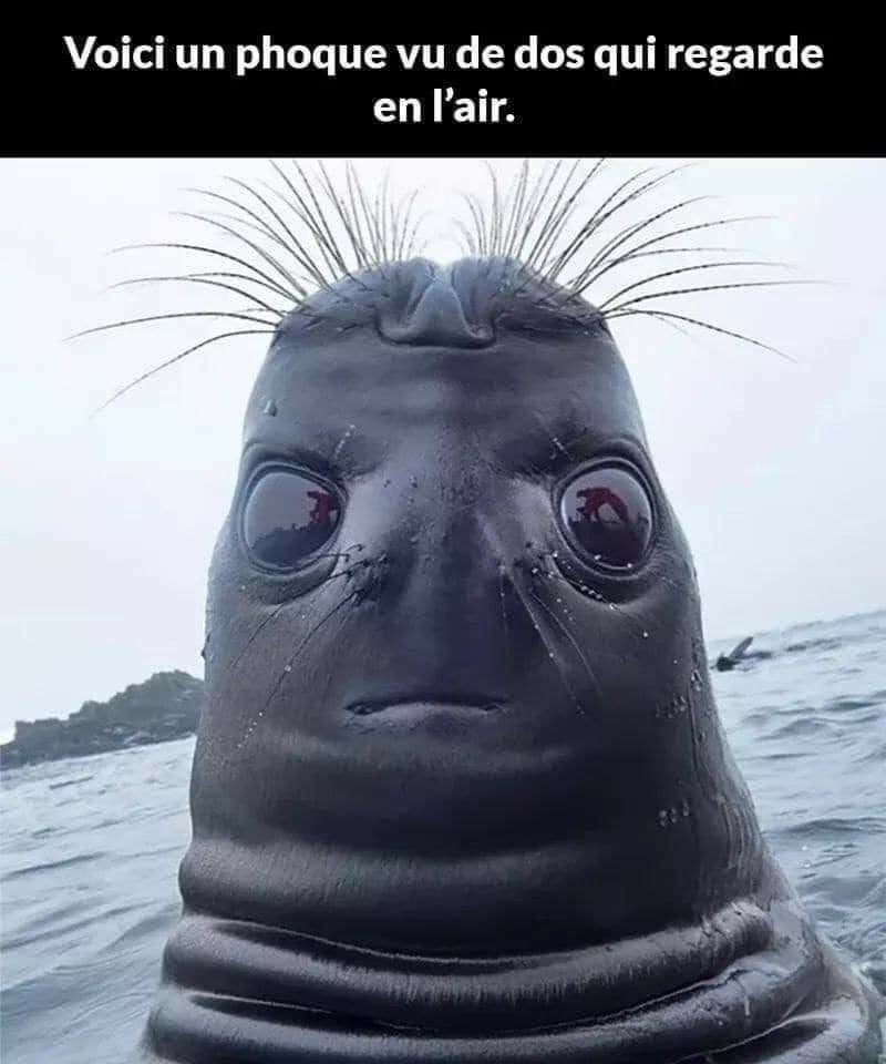 seal.jpg