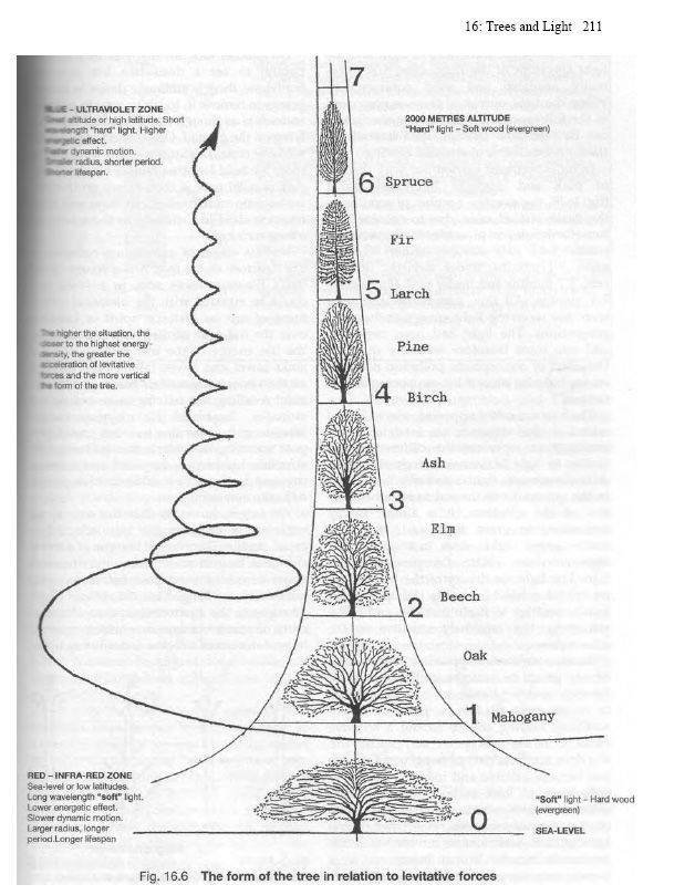 trees_altitude.jpg