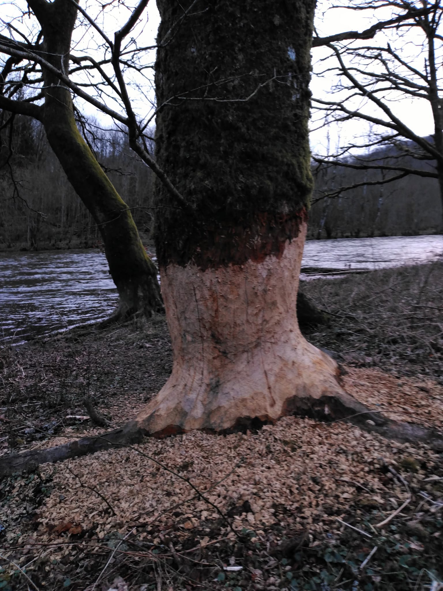 Castoro contro quercia.jpg