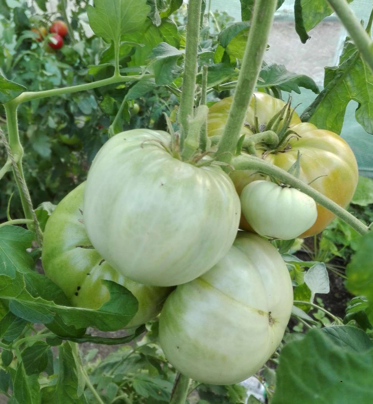 রাশিয়ান tomato.jpg