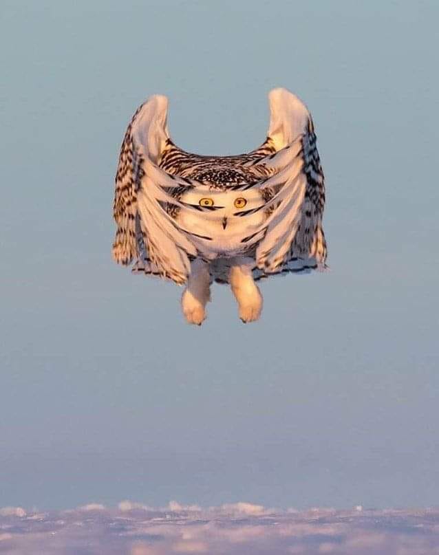 Owl Owl.jpg