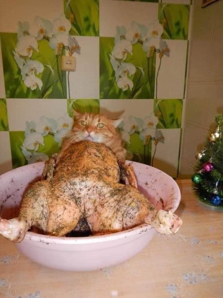 turkey.jpg