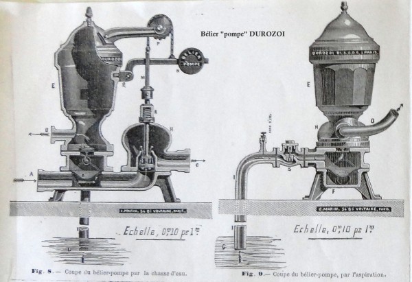 durozoi ordinario (2) .jpg