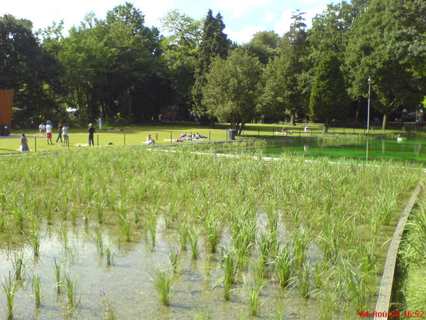 piscine-ecologique-pic538.jpg