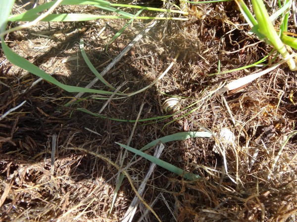 potager_paresseux_ardennes_DSC06043.JPG