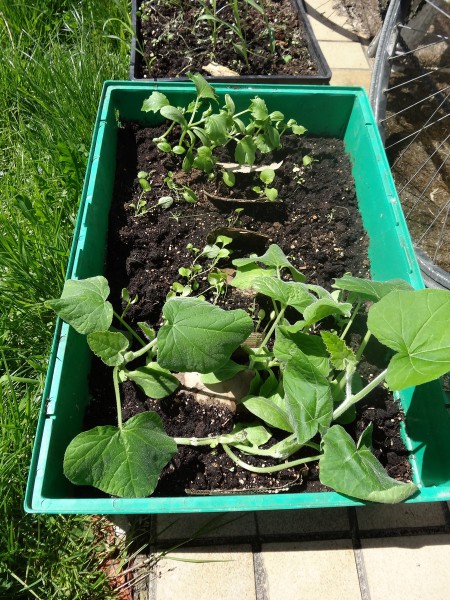 potager_paresseux_ardennes_DSC06034.JPG