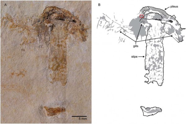 gondwanagaricites-magnificus.jpg