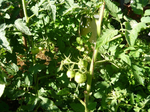 tomates_1.JPG