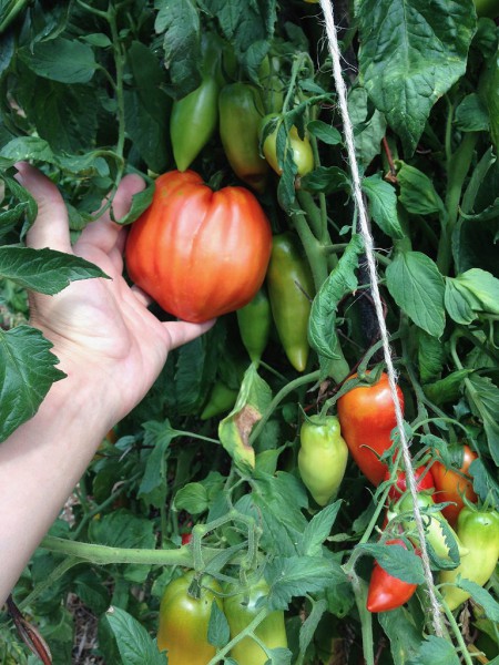 Fenokultura pomidorów 2.jpg