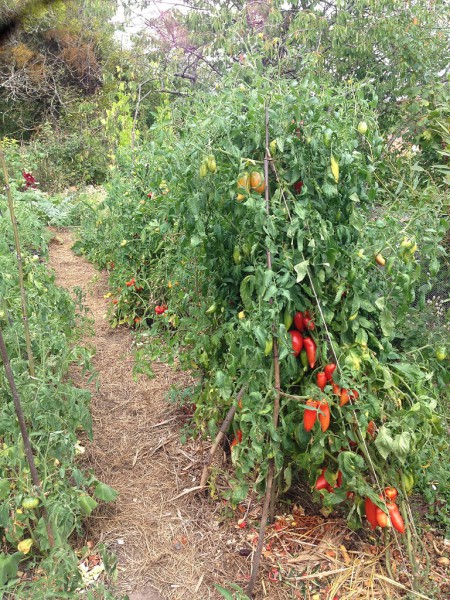 Fenocultura tomatelor 1.jpg