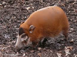 bush pig.jpg