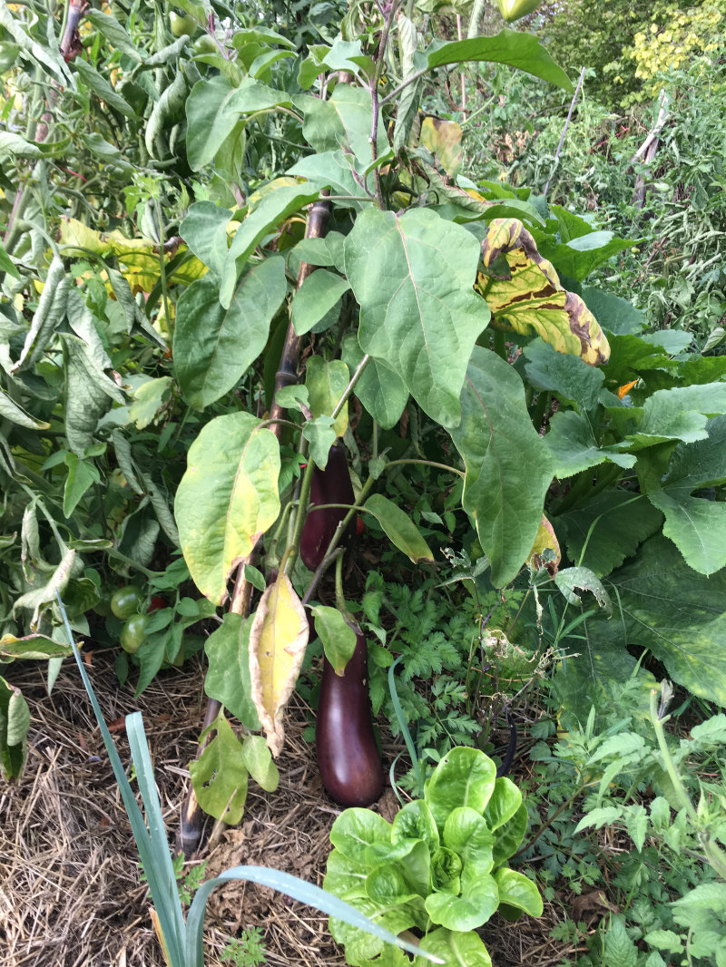 Aubergine .jpeg