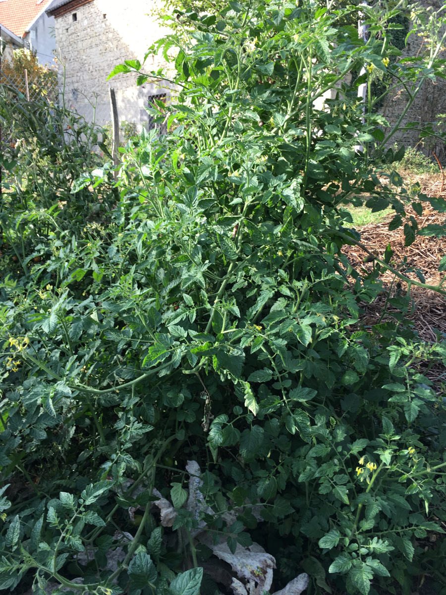 Tomate cereza negra 25 de octubre .jpeg