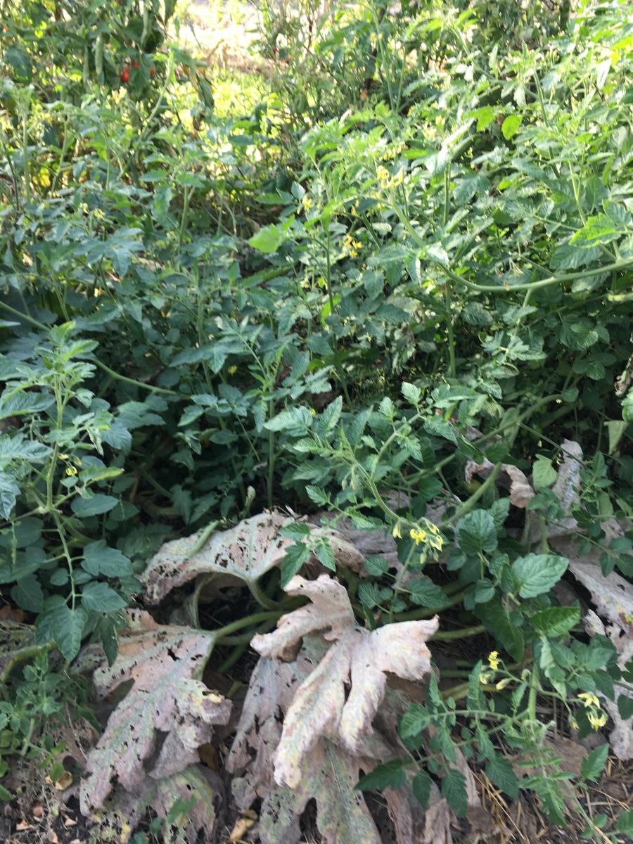 tomates saines 25 octobre .jpeg