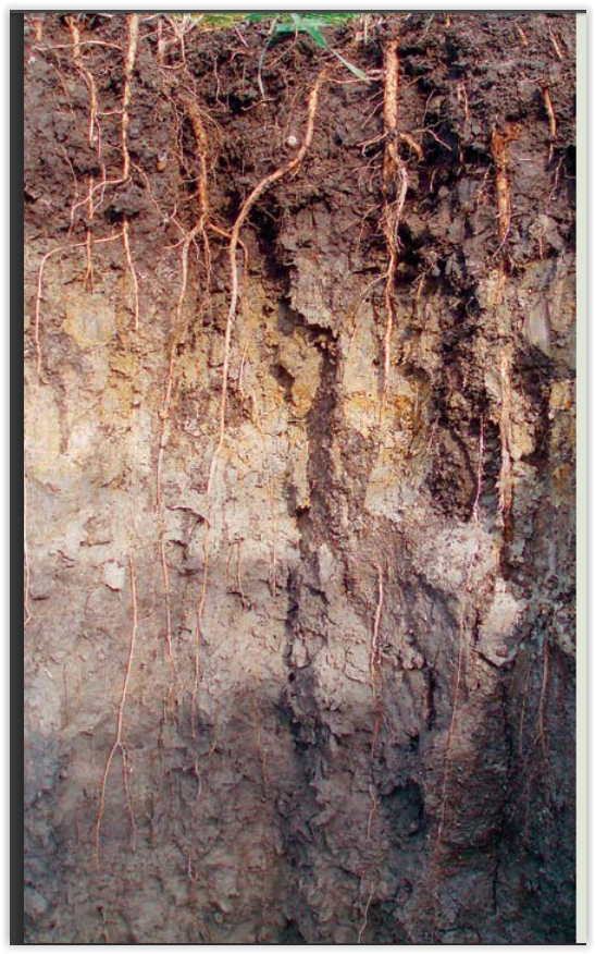 Screen Shot 01-07-18 racines et horizons d'un sol FiBL.PNG