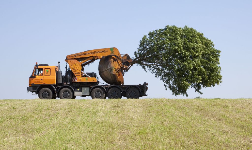 verplanten-grote-bomen-coserwa.jpg