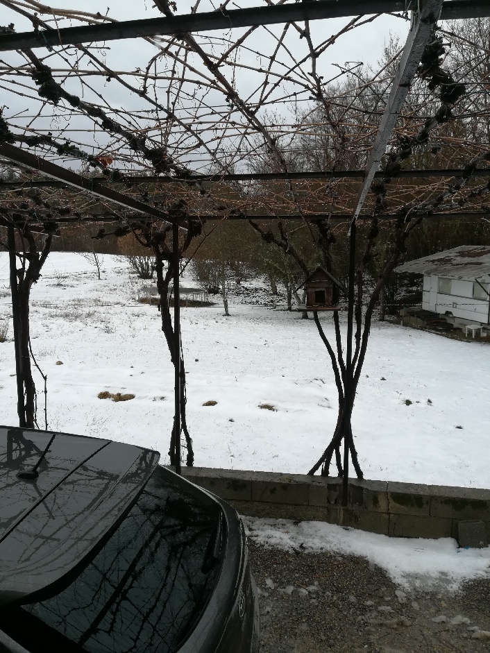 یونجه در زیر snow.jpg