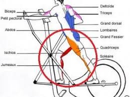 Crosstrainer Muscles.jpg