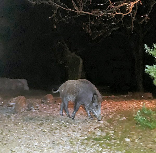 Wild boars 2.jpg