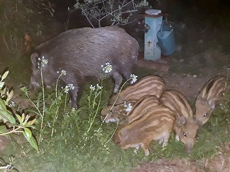 Wild boars 3.jpg