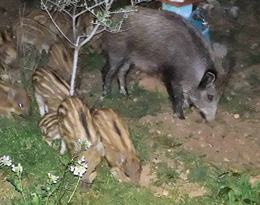 Wildschweine 4.jpg