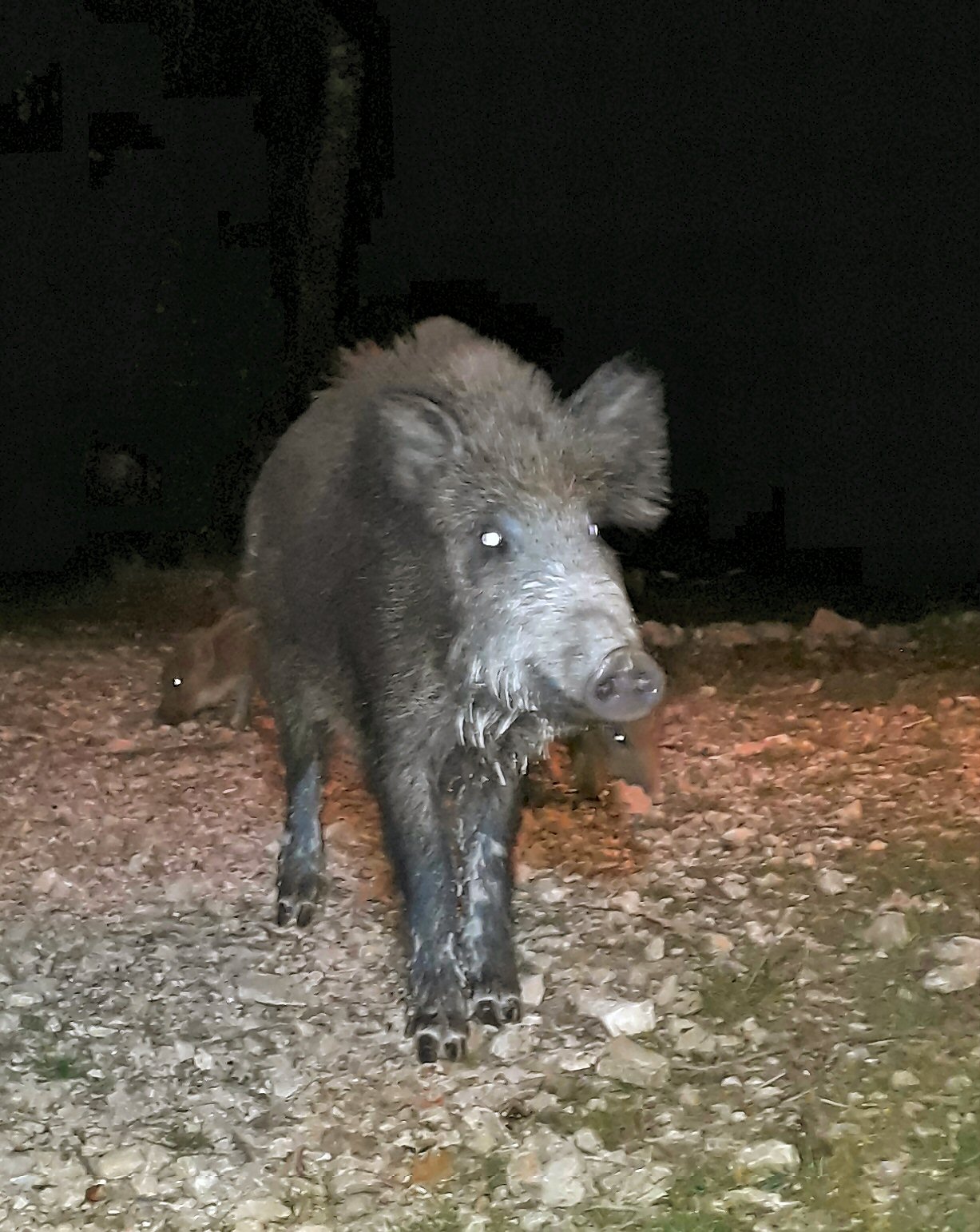 Wild boars 9.jpg