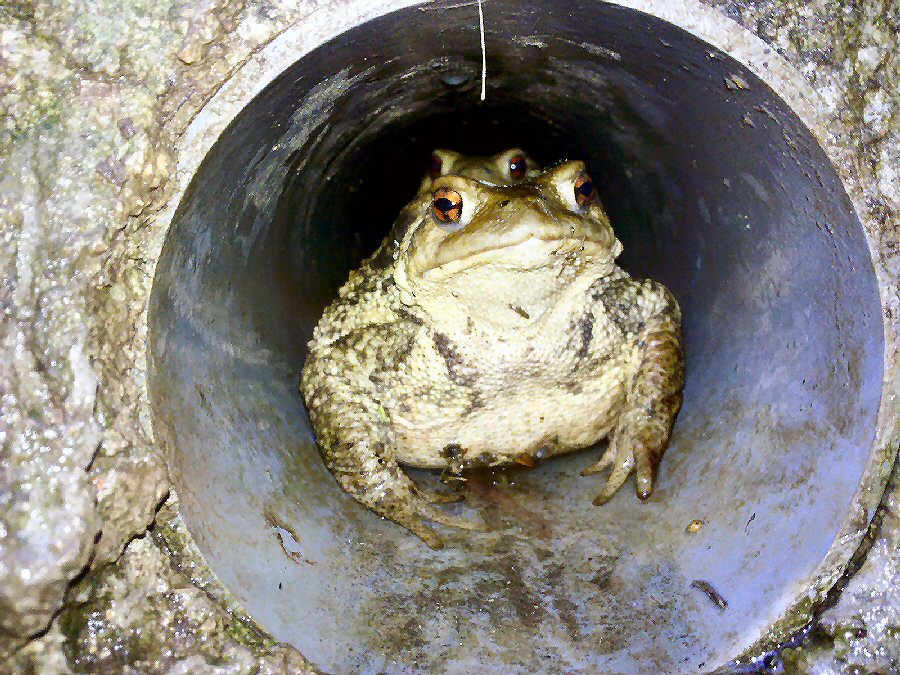 Crapaud dans réseau pluvial.jpg