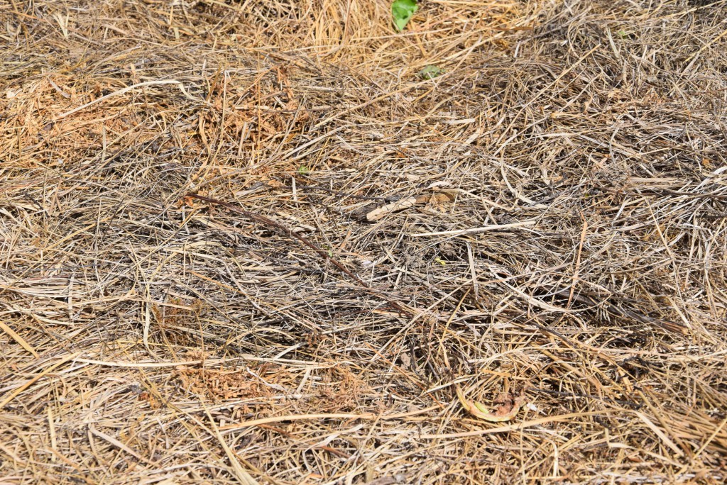 Allumage feu le topdown, vous connaissez ? Forum Écologie — free download