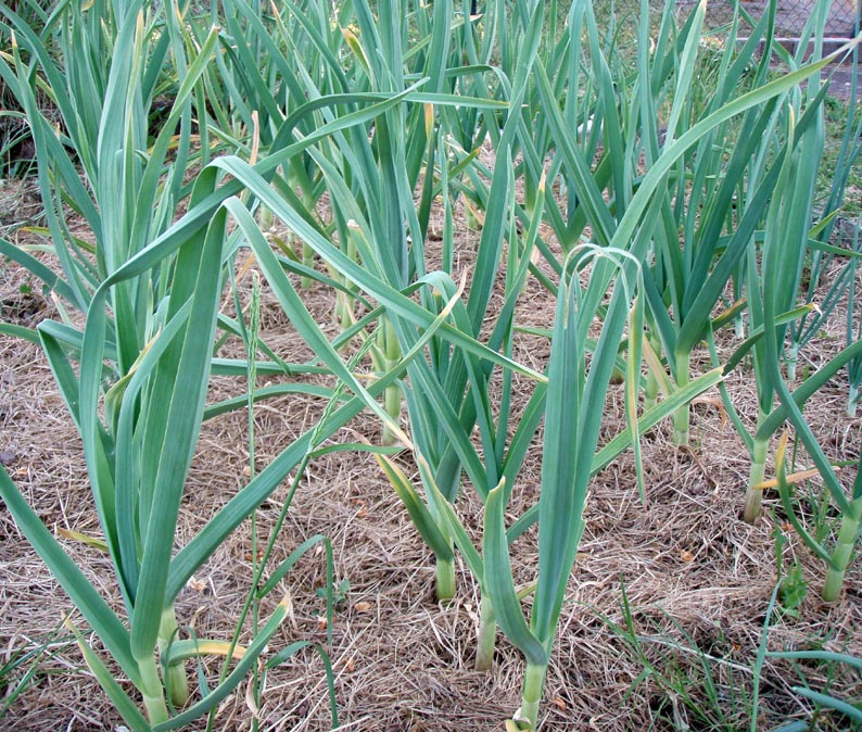 garlic as of May 7, 18.jpg