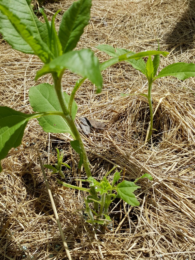 Jerusalem artichoke-Limaces.jpg