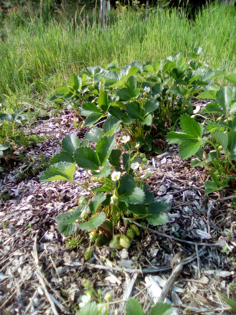 mai2018_jardin_fraises.jpg