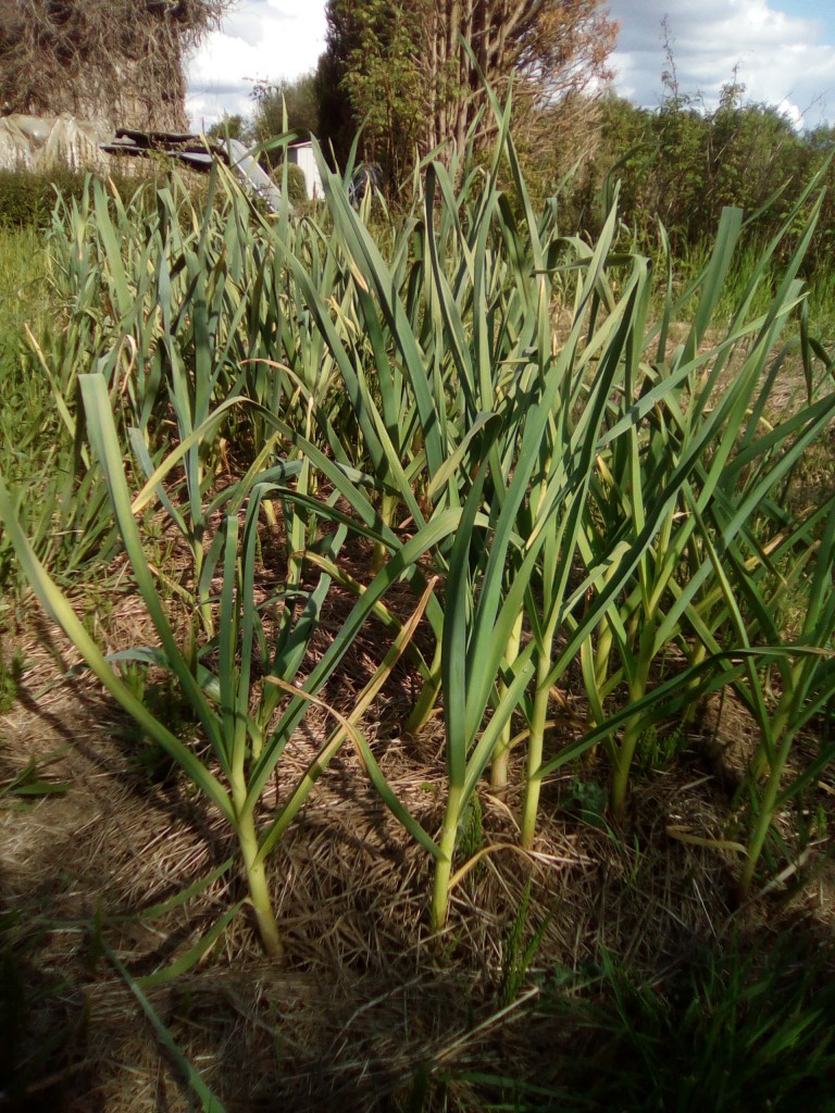 maggio2018_giardino_aglio.jpg