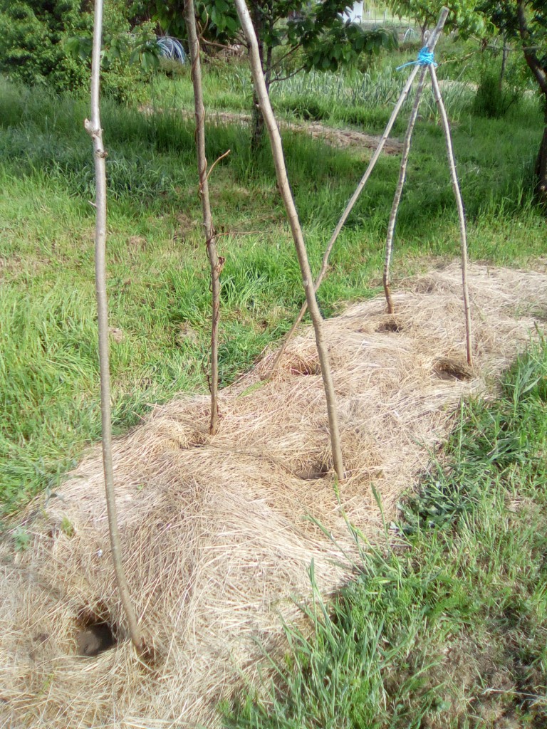 may2018_garden_bean_climbers.jpg