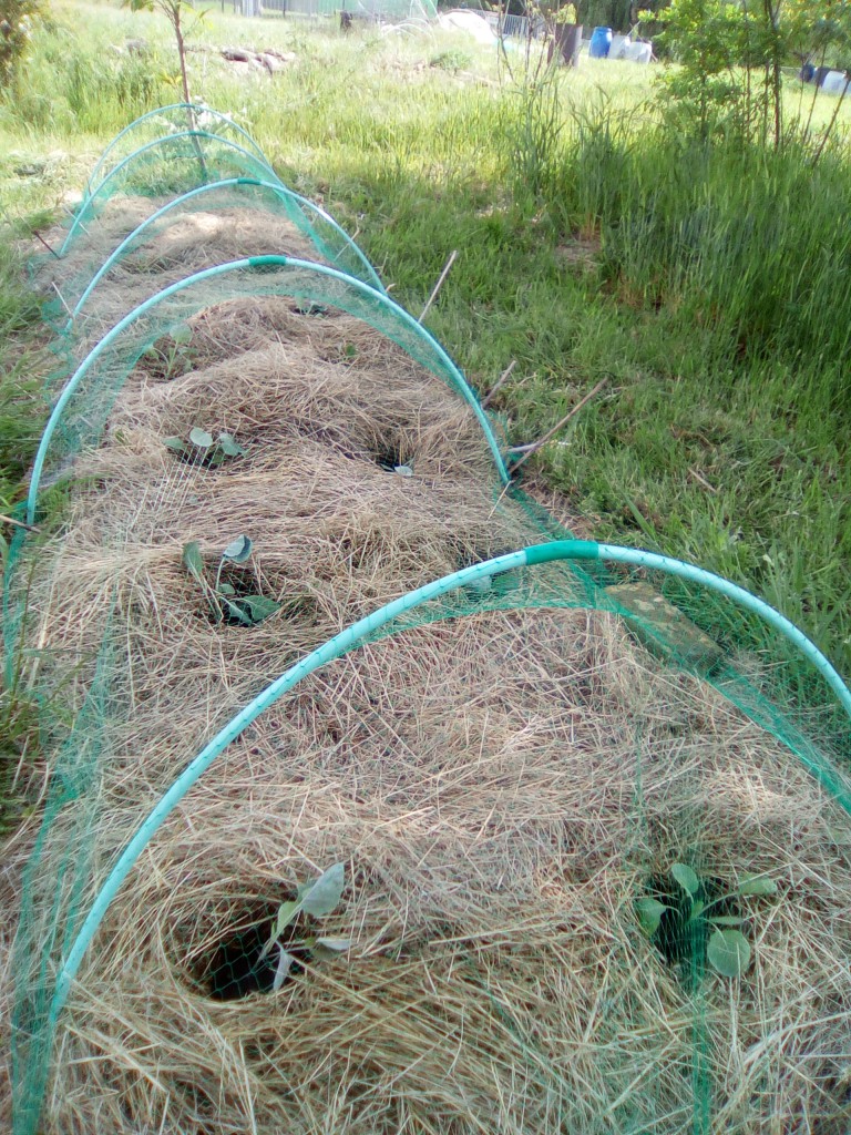 maggio2018_garden_cabbage_bruxelle.jpg