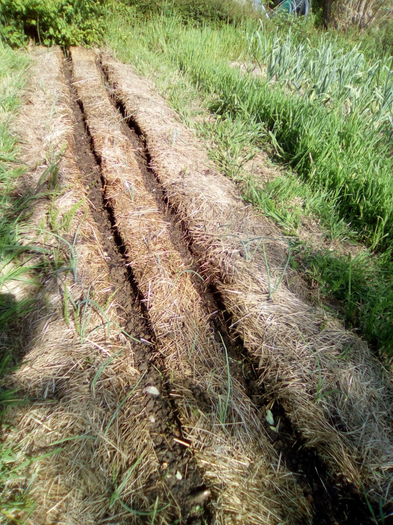 may2018_garden_sowing_beanbutter.jpg