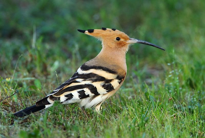 hoopoe.fasciee.jpg