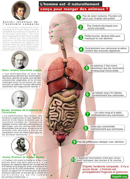 anatomy compare, source_unjoursansviande.be.jpg