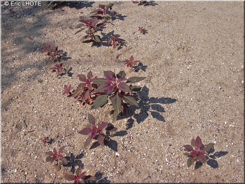 Amaranthaceae Amaranthus-hypochondriacus-Amaranthe-hypocondriaque.jpg