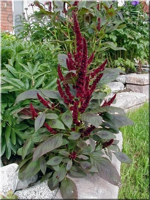 amaranthus_hypochondriacus.jpg