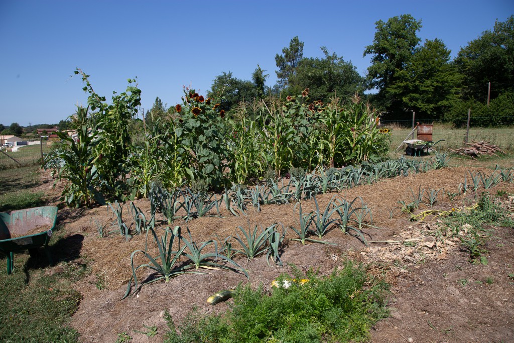 garden27-07-2018.jpg