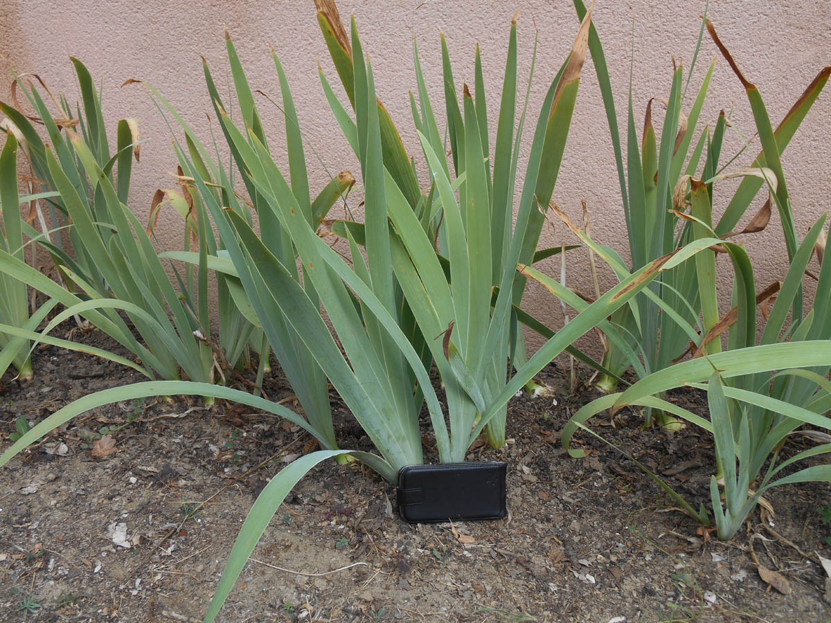 Iris in sieved earth.