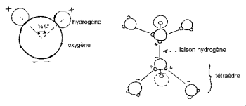 structure moléculaire de l'eau