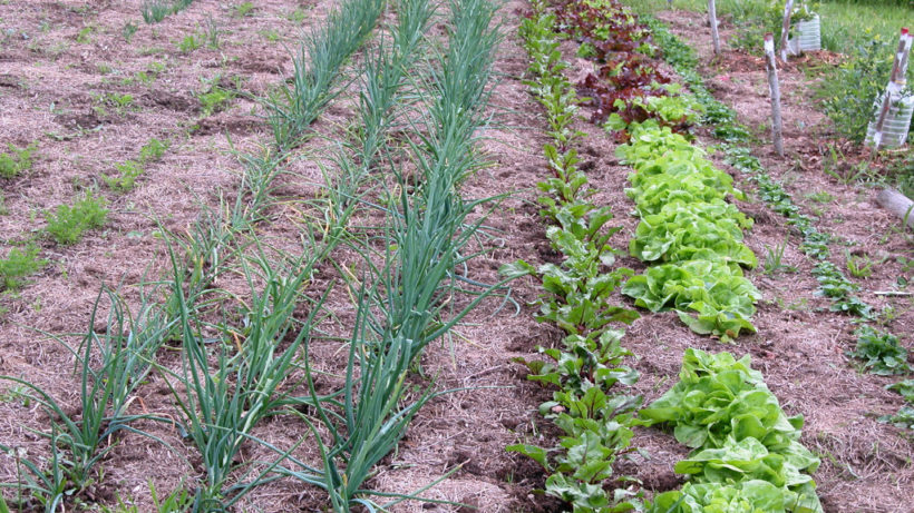 Potager paresseux sol paille