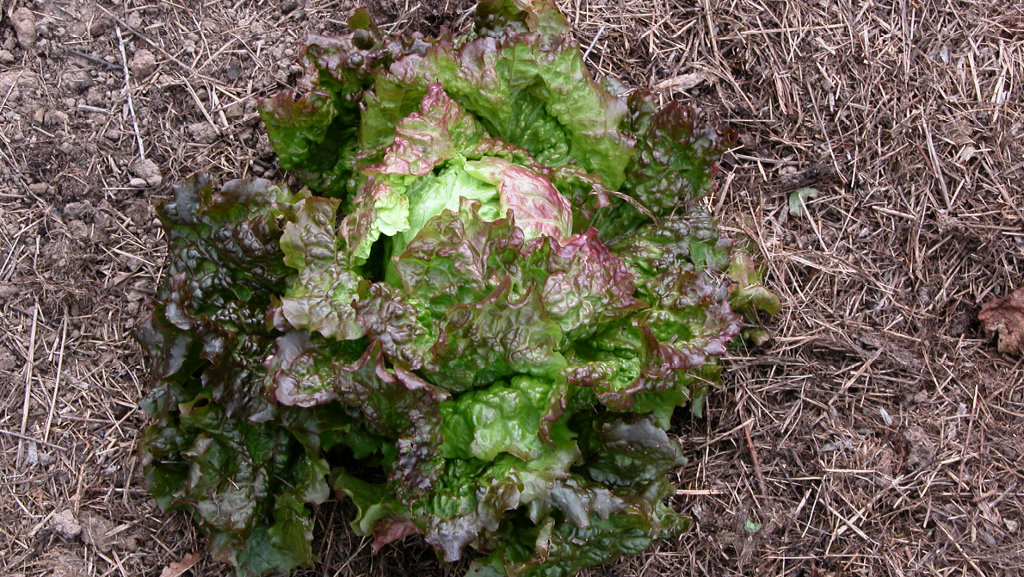 Laitue du potager du paresseux, maison plus que bio