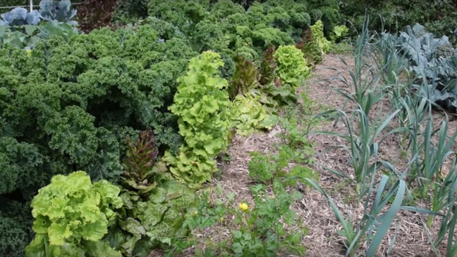 Salades du potager du paresseux