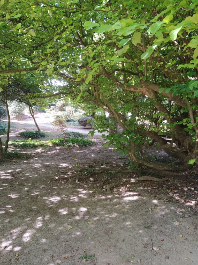 Image représentant une allée ombragée d'un parc de Reims