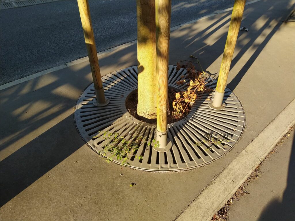 Image représentant le pied d'un arbre de ville peu irrigué