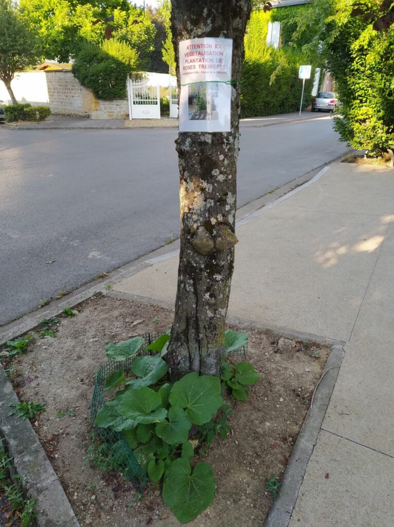 Image représentant le pied d'un arbre cultivé en ville