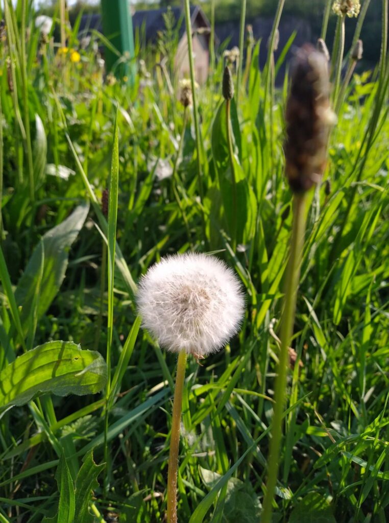 Pissenlit au stade du pollen